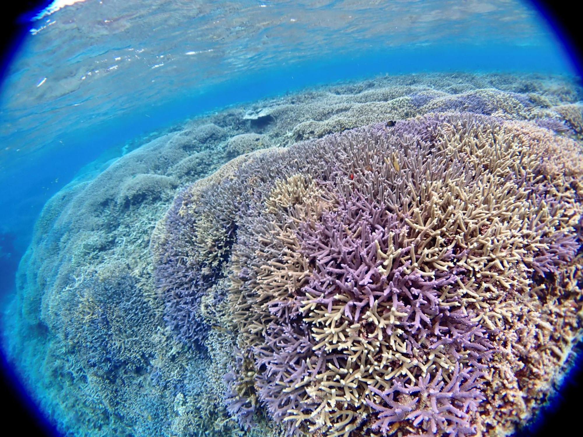 Hotel Hibiscus Miyakojima  ภายนอก รูปภาพ